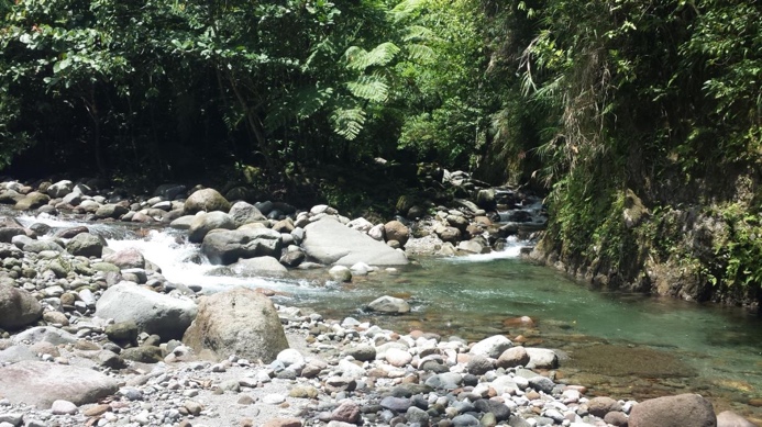 River and forest